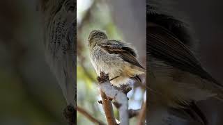 Western Flycatcher birds wildlife [upl. by Aborn]