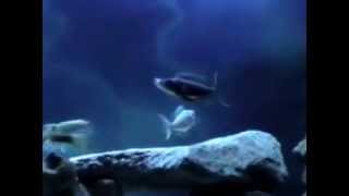 Benthochromis Horii three stripe cichlid giant featherfin PT3 [upl. by Eniagrom]