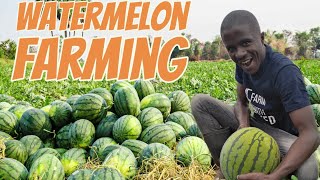 Watermelon Farming Training on Irrigation Fertilizer Needed PestDiseases Identification amp Control [upl. by Ahsek]