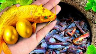 WowCatching Strange Fish In Giant Surprise Colorful koi Kim Kim Fish Three Tailed Fish Catfish622 [upl. by Al]