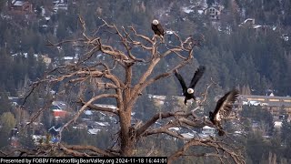 11192024 Juvenile Learning To Be An Eagle [upl. by Elmore184]