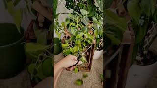 New Growth plants beautiful soilpot growth soiltypes farming propagation water shorts edit [upl. by Surdna]