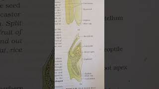 Sexual Reproduction in flowering plants Figure 114 [upl. by Zurek]