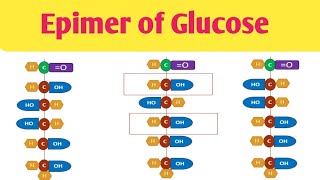 Epimer of Glucose Difference in Glucose amp Mannose Difference in Glucose amp Galactose [upl. by Ecertal122]