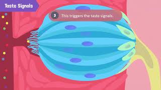 Structure and Function of a Tongue [upl. by Urania]