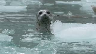 7 day alaska fjords amp canadian inside passage seabourn odyssey 240705 1080p [upl. by Gristede]