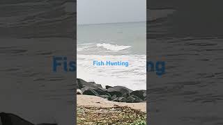 Fish Hunting Raining Drizzling fisherman ocean beach [upl. by Gerson670]