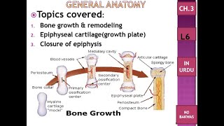 C3 L6 bone growth amp remodeling epiphyseal cartilage growth plate closure of epiphysis Urdu [upl. by Nwahsud]