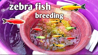 Zebra fish breeding  How to breeding zebra fish hindi zebrafish aquariumfishfish breeding [upl. by Waldos851]