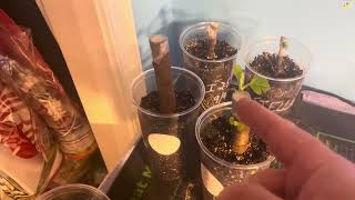 Rooting Fig Cuttings experiment [upl. by Melas]