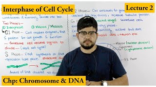 Interphase  Cell Cycle  Lecture 2 [upl. by Rhett]