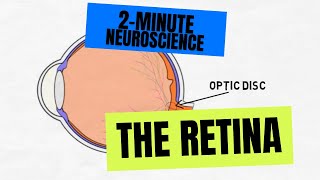 2Minute Neuroscience The Retina [upl. by Nida]