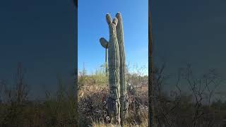 Saguaro National Park usa stunning cactus massive Arizona music asummerplace [upl. by Revert714]