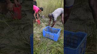 Heavy Rainy Day Shrimp Fish Catching shorts [upl. by Merat]