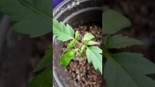 Staghorn Sumac growing from the seed PART 2 Short video Rhus typhina [upl. by Sancha813]