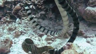 sea snake vs moray eel [upl. by Nyleda32]