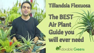 Tillandsia Flexuosa  Air plant  Complete Guide  best air plant for beginners  Indoor Plants [upl. by Eberle871]