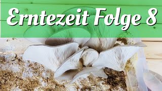 Pilze züchten Erntezeit Folge 8 [upl. by Womack]