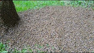 MASSIVE SWARM OF HONEY BEES CRAWLING INTO THIER MOBILE HOME [upl. by Anawed]