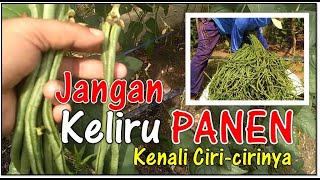 CIRI KACANG PANJANG SIAP PANENVigna unguiculata LLong beans [upl. by Rufford827]