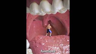 Why is it like this under the tongue shortvideos facts amazingfacts [upl. by Ithsav]