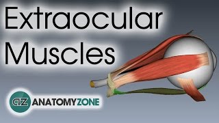 Extraocular Muscles  Eye Anatomy [upl. by Anaiv]