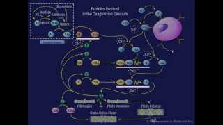 The Coagulation Cascade [upl. by Mckay643]