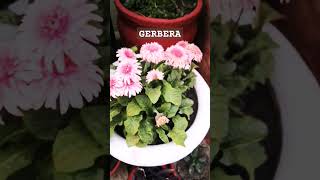 Gerbera Daisy Flower Collection 2024 blooming 2024beautiful gerbera [upl. by Redle]