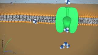 Facilitated vs Passive Diffusion [upl. by Clovis]