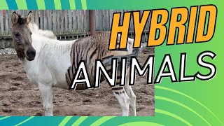 Fascinating Hybrid Animals That Actually Exist [upl. by Etnuahs]