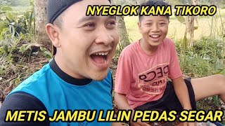 RUJAKPETIS JAMBU LILIN PEDAS SEGAR [upl. by Amorette490]