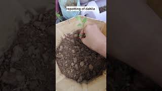 repotting of dahliahow to grow dahlia dahlias shorts viralshortvideo wintergardening flowers [upl. by Edythe824]