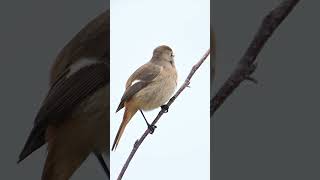 ジョウビタキDaurian Redstart [upl. by Irby]