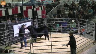 Ohio Beef Expo Angus Sale Columbus OH March 2024Mar16112317 [upl. by Bradly]