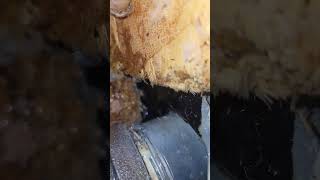 Gas leak in a wall hvacr refrigeration hvac [upl. by Lebazi604]