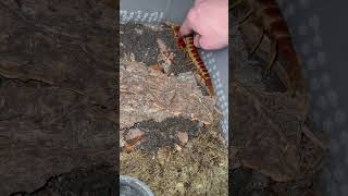 Pet your pedes guys centipede scolopendra pet bug [upl. by Engelhart]