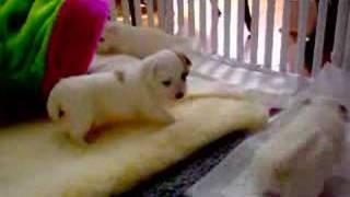 Renaissance Coton de Tulear puppies [upl. by Obla]