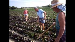 Sui campi del radicchio rosso di Treviso si lavora e ragiona sul Consorzio IGP ad esempio [upl. by Anitnas590]