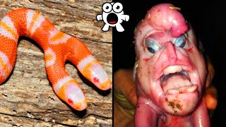 Strangest Mutant Animals Ever Discovered [upl. by Colley]