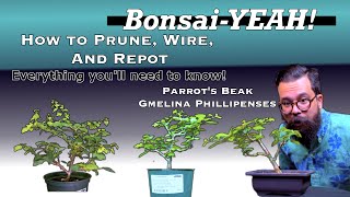 How to Make Bonsai With Nursery Stock  Parrots Beak Gmelina Phillippensis  BonsaiYEAH [upl. by Miarhpe]