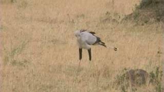 Secretary Bird [upl. by Vullo373]