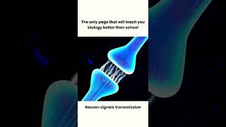 How Neurotransmission amp brain 🧠 signals work  3D animation shorts youtubeshorts animation [upl. by Schreib493]