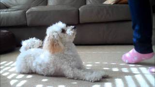 Miniature Poodle Tricks 3 [upl. by Fortin]