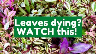 Why The Leaves On Your Tradescantia Are Dying  Tradescantia Care Guide [upl. by Ycnej816]