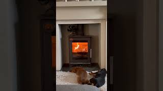 Dachshunds loving the woodburner 🥰 💤 🐶 🔥 [upl. by Nylodam559]