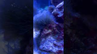 Bryopsis Treatment Success in Reef tank [upl. by Yddub]