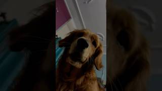 Lio the alarm clock viralvideo youtubeshorts youtubeshorts dog goldenretriever [upl. by Esiom]