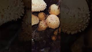 Pholiota squarrosaShaggy Scalycap mushroom fungi nature foraging food wildlife [upl. by Adrienne]