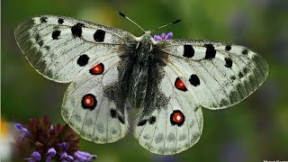 Apollo Butterfly Parnassius apollo [upl. by Avrom387]