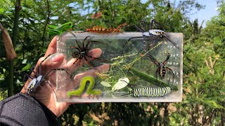 hunting insect in the wild‼️catch beautiful weaver spider golden orb spider poisonous caterpillar [upl. by Reddin571]